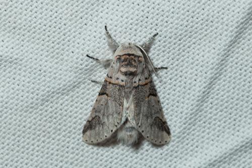 Furcula bifida